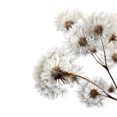 Obraz premium Close-up of dried white flower heads