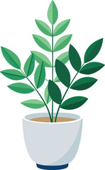 ZZ plant in white pot