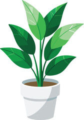 ZZ plant in white pot