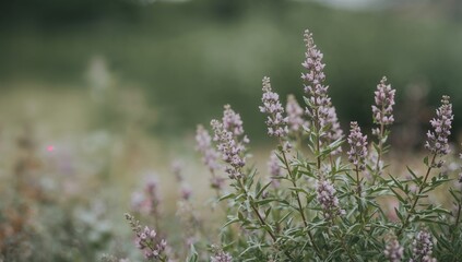 Blooming Lavender. A Serene CloseUp of Lavender Flowers in a Natural Setting.