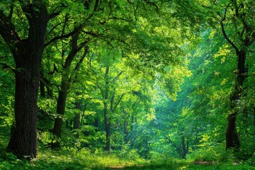 Obraz premium Lush green summer forest backdrop showcasing vibrant foliage and dappled sunlight filtering through the canopy during a serene spring day