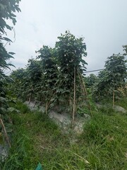 Close-up upward view of green bean plants climbing wooden poles arranged in a teepee structure, surrounded by lush leavas