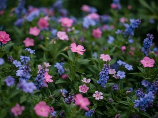 Obraz premium Delicate Display. A Symphony of Pink Lewisia and Blue Veronica in a Lush Garden Setting.