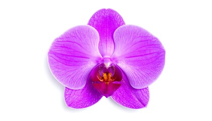 Fototapeta premium Close-up of a vibrant purple orchid blossom.