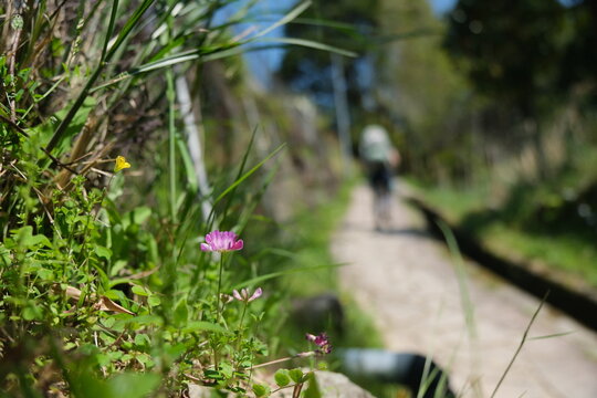 春の熊野古道。日本の古き道の景色。
Kumano Kodo. Japanese ancient pilgrimages trails,world heritage, Japan. 