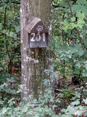 Baum mit Nistplatz nr. 201 im Wald. Ein Siebenschläfer schaut heraus