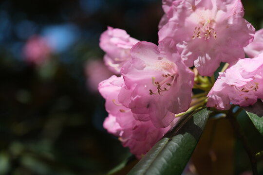 熊野古道のシャクナゲの花。日本の古き道の景色。
Landscape of Japanese histrical trail with rhododendron japonica.