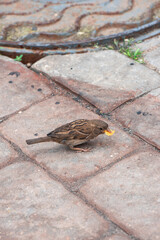 Young sparrow eats cornflakes on the sidewalk. Vertical orientation.