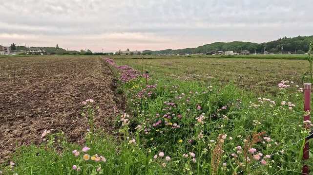 	春のあぜ道、レンゲやシオンが風に揺れている。　