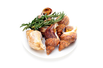 Fresh Snails with Rosemary on White Background, Closeup of Edible Land Snails Garnished with Herbs for Cooking