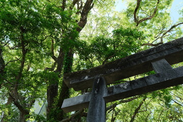 春の熊野古道。日本の古き道の景色。
Kumano Kodo. Japanese ancient pilgrimages trails,world heritage, Japan. 