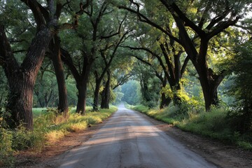 Fototapeta premium Scenic rural road surrounded by a lush canopy of trees creates a tranquil pathway for strolls and drives in the early morning light