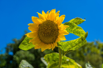 Fleur de tournesol au soleil ...