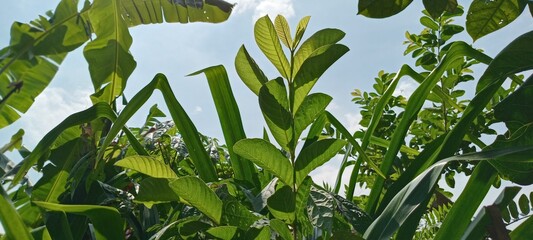 Obraz premium green grass and blue sky