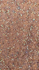 Freshly sprouted Corymbia torreliana seedlings in cocopeat-filled tubes, arranged neatly in a nursery environment.
