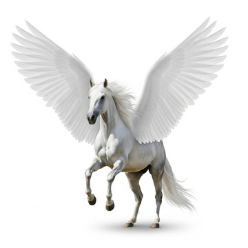 Hourse with white wing animal mammal horse, isolated on a white background