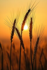 Close-up of wheat stalks silhouetted against a golden sunset with warm orange sky creating a serene and peaceful agricultural scene