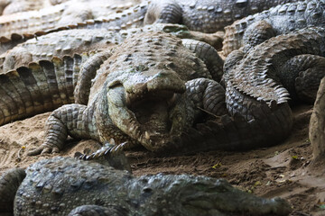 Group of a Crocodiles resting on the ground