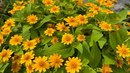 Butter Daisy or yellows of melampodium flower with green leaf. for background and copy space. 