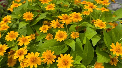 Butter Daisy or yellows of melampodium flower with green leaf. for background and copy space. 