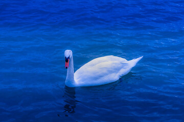 Cygne nageant sur eau bleue ...