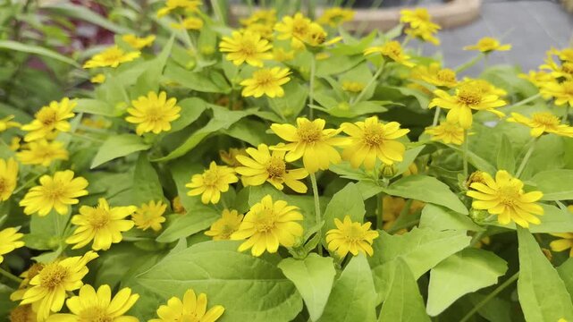 Butter Daisy or yellows of melampodium flower with green leaf. for background and copy space. 
