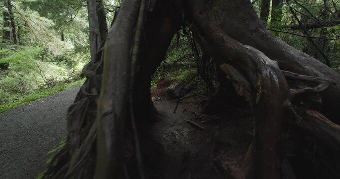 Walking Through a Tree in the Pacific Northwest Oswald West Forrest