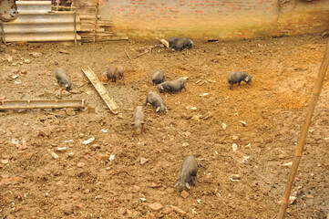 View of pig farming in Sapa, Vietnam.