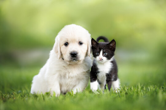 golden retriever puppy posing with a kitten on grass