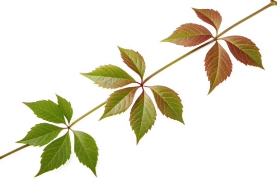 A highly detailed professional close-up of a climbing vine, showing leaves changing color from green to red for autumn, isolated on a white background.