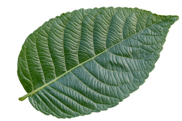 Obraz premium Detailed green leaf isolated on transparent background showcasing intricate vein patterns and a vibrant texture in natural daylight