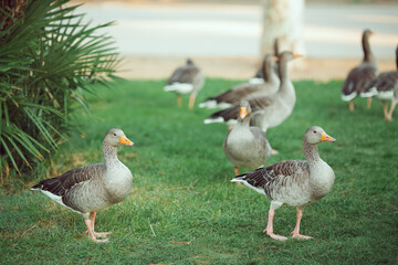 Flock Of Wild Geese Walking On Green Grass In Urban Park Setting