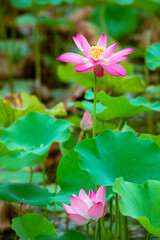 Obraz premium Lotus flowers of various shapes and expressions are blooming in the lotus pond