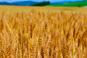 麦畑と大空（北海道・美瑛町・びえいちょう）