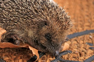 un hérisson dans les feuilles