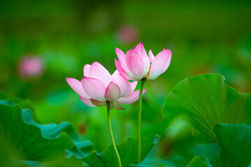 Obraz premium Lotus flowers of various shapes and expressions are blooming in the lotus pond
