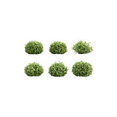  Set of a bush a hedge isolated on white background