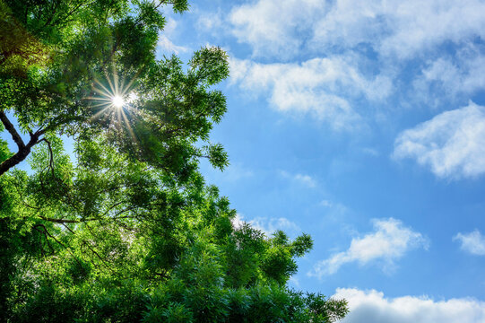 Sunshine Filtering Through Green Maple Tree Leaves in Summer &ndash; Natural Sunlight and Leaf Detail in 4K Ultra HD