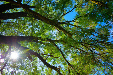 Direct Sunlight Filtering Through Tree Branches on a Bright Summer Day – Nature Landscape Background in 4K Ultra HD