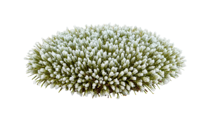 Artificial green bush with frosted white tips isolated on the transparent background, modern decorative plant arrangement for home and office design