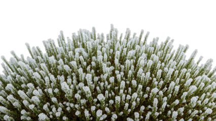 Dense cluster of white heather erica lusitanica flowers isolated on the transparent background, blooming shrub, close up nature concept, evergreen foliage