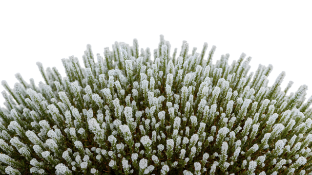 Dense cluster of white heather erica lusitanica flowers isolated on the transparent background, blooming shrub, close up nature concept, evergreen foliage
