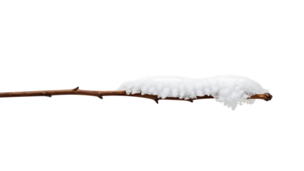 Bare tree branch covered in fresh white snow isolated on the transparent background, minimal winter concept, nature detail, tranquil frosty scene