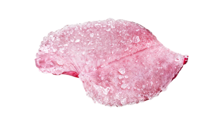 Frozen pink rose petal covered with crystalline ice on the transparent background, macro closeup of frost and nature texture