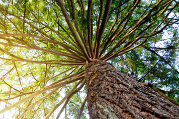 Majestic Old Douglas Fir Tree with Sunrise – Morning Forest Landscape and Golden Light