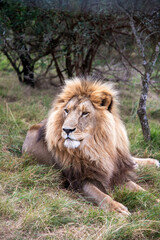 Naklejka premium Close-up of African lion resting in the wild, Eastern Cape, South Africa