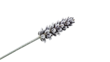 Lavender covered with frost isolated on the transparent background, closeup winter plant, frozen flower, nature minimalism, cold season concept