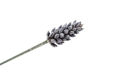 Frosted wheat ear isolated on the transparent background, winter agriculture concept, cold season grain close up, selective focus, detailed texture