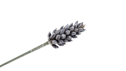 Frosted wheat ear isolated on the transparent background, winter agriculture concept, cold season grain close up, selective focus, detailed texture