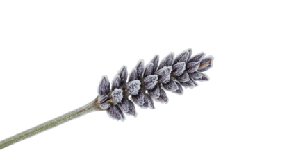Lavender flower covered in frost on the transparent background, winter nature concept, cold climate detail, early morning ice crystals, botanical minimalism
